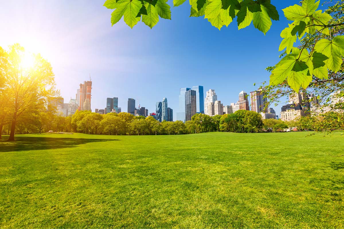 A sunny day view of NYC's skyline from a lush, green park. The foreground features a large grassy field with trees, and leafy branches frame the top. Skyscrapers rise in the background under a clear blue sky, offering a therapeutic escape from the urban bustle.